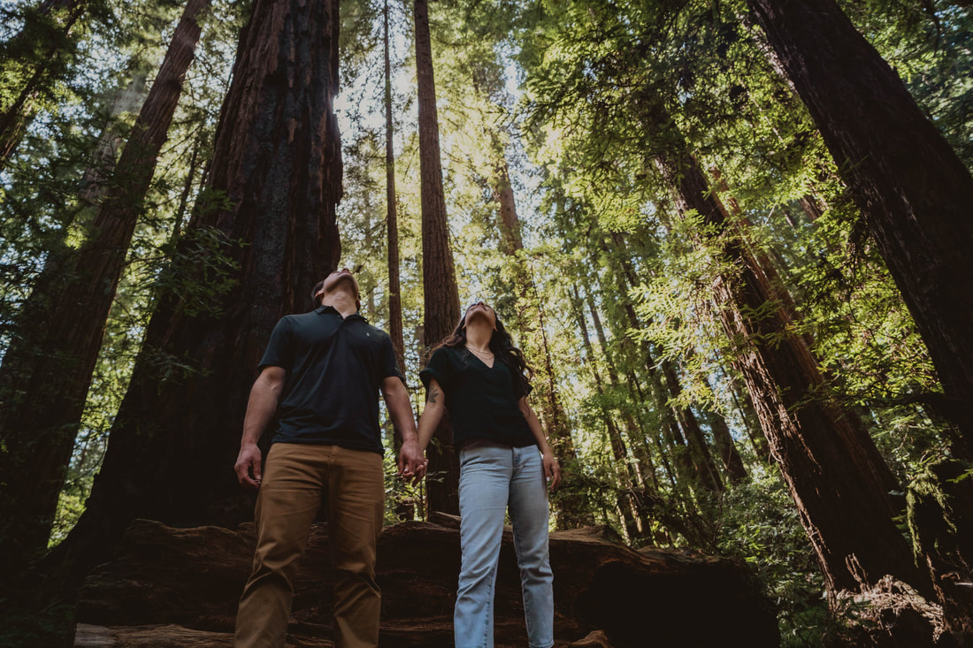 Engaged couple in Henry Cowell State Park looking up at redwoods near Santa Cruz, California